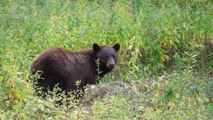 a black bear resumes eating carrion at yellowstone national park in wyoming, usa
