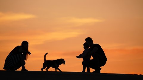 Dog come from woman to baby and father, search for snack and kisses. Silhouetted shot of young family, yellow sunset sky on backdrop, flat telephoto perspective