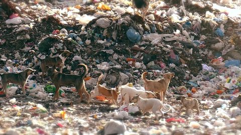 Flock of stray dogs. Mountains of garbage. City dump in slow motion.