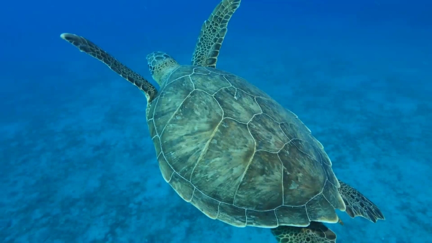 Underwater photo of a turtle image - Free stock photo - Public Domain ...