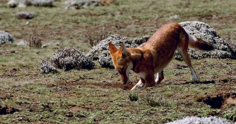 Rare and endemic ethiopian wolf, Canis simensis, hunts in nature habitat. Sanetti Plateau in Bale mountains, Africa Ethiopian wildlife. Only about 440 wolfs survived in Ethiopia