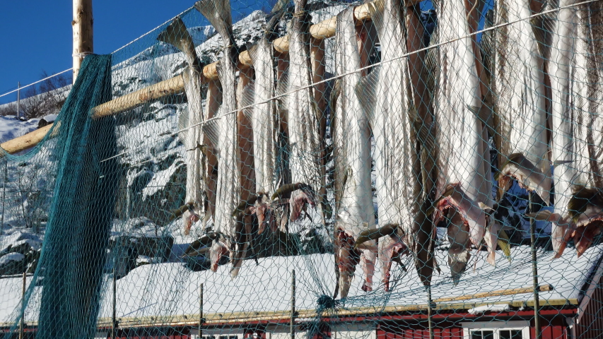 Drying stockfish cod in authentic traditional fishing village with traditional red rorbu houses at the background in winter norwegian Lofoten islands
