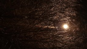 branches of trees at night without leaves in the light of a lantern, a gloomy night street. vertical video