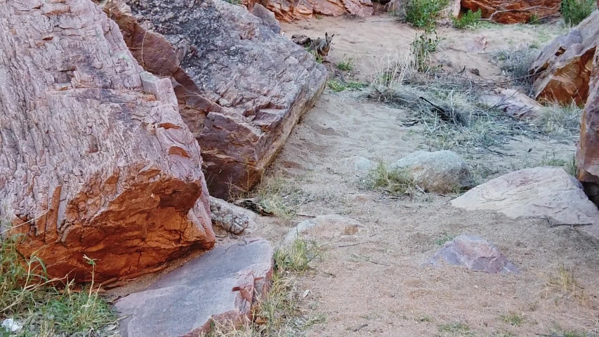 SLOW MOTION: Black-footed rock wallaby standing along the walking track into Simpsons Gap, West MacDonnell Ranges National Park, Northern Territory, Central Australia. Australian outback wildlife.