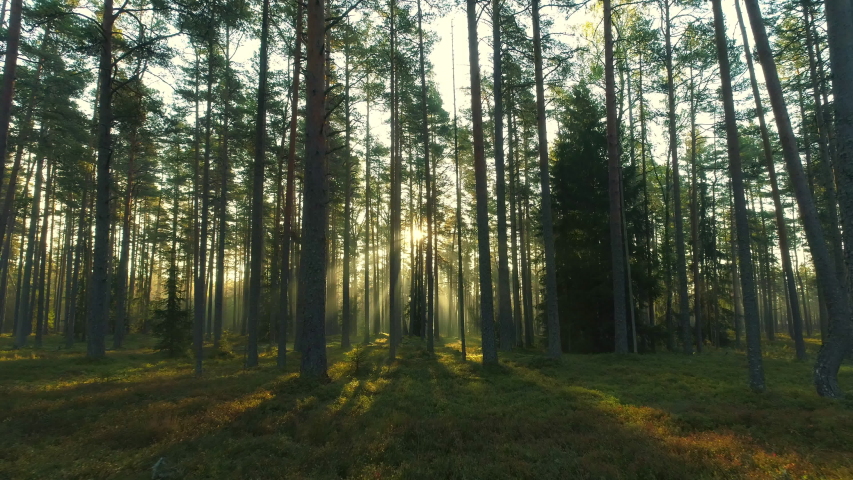 Flying low between trees in forest sun beams on foggy morning during sunrise | Shutterstock HD Video #1041035942