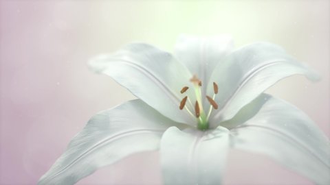 Blooming flower white lilly on misty shallow depth of field background