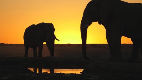 Silhouette of distant bull Elephant walking toward waterhole where another stands motionless, resting after a long hard day in the African Kalahari desert of Botswana. Orange sunset sky