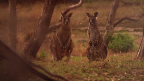 Two Scared kangaroos in a forest during the bush fires in Australia