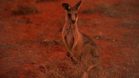 Sad little Kangaroo covered by ash and smoke during the wildfires in Australia
