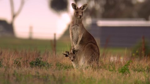 Mother and curious cute baby kangaroo in her pouch. Family of the Australian outback