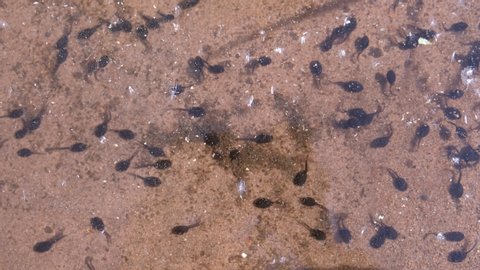 Many small black tadpoles swimming in shallow pond with sand bottom, closeup view. Early stage frog tadpoles of development into amphibians in wild nature. Frog life cycle in spring.