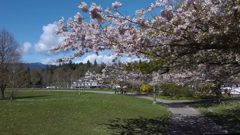 Panoramic view on Stanley Park and Coal Harbour in Vancouver City with blooming cherry trees at sunny spring day. British Columbia, West Canada, North America.