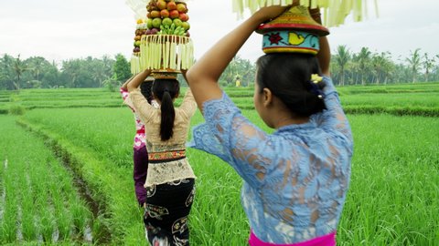 Green rice field Balinese females with fruit baskets held high on their heads a Hindu temple spiritual offering Indonesia travel and tourism RED MONSTRO