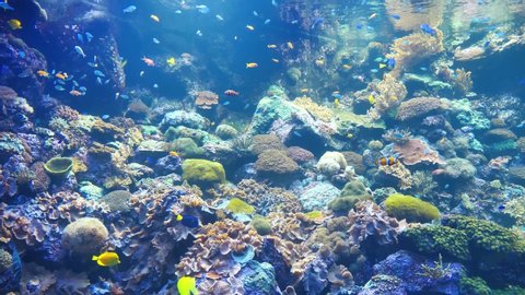 Big aquarium with corals and fishes