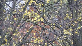slowmotion autumn in the park, video clip footage, slow motion, autumn foliage background