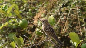 Sparrow on tree - Indian Sparrow 