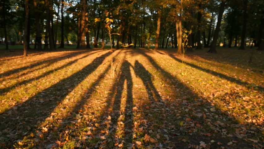 Two shadows of a man and a woman walking together. Beautiful autumn park. Sunset with bright rays of the sun. Camera is in motion. Slow motion
