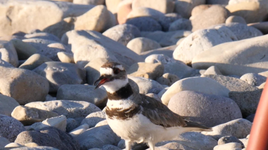 A beautiful killdeer bird hiding on the ground in the rocks and bark
