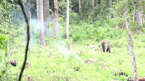 Elephants in the forests of North Sumatra;Indonesia -Elephants are herbivorous animals that can be found in various habitats, such as savannas, forests, deserts, and swamps. They tend to be near water