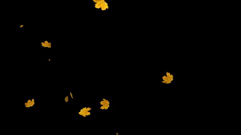 Falling autumn maple leaves realistic 2 clip.3D rendering.Element footage.Fall start to end and loop Animation.Easy to use and change color.This work have alpha matte.