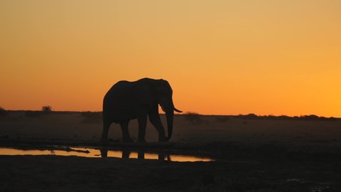 Distant male Elephant walks slowly across parched, barren, desert landscape in Africa behind small waterhole. Startled birds fly away against orange sunset sky. Silhouette