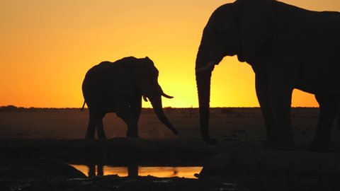 Slow motion: Silhouette of distant African elephant bull walks behind waterhole, reflection in water. Closer male moves his trunk. Beautiful clear orange sky after sunset in Kalahari desert, Botswana