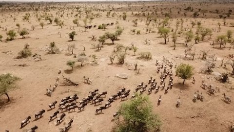 Aerial Drone Wildebeests Herd Great Migration in African Savanna of Serengeti National Park in Tanzania, Africa.