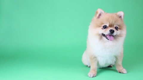 Pomeranian dog   On a green backdrop in studio with copy space.