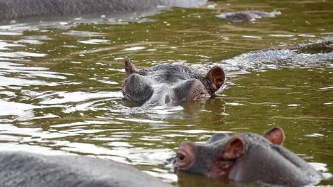 Group of hippopotamus lounging in the Retina Pool of African savanna  Serengeti national park in Tanzania, Africa. 
