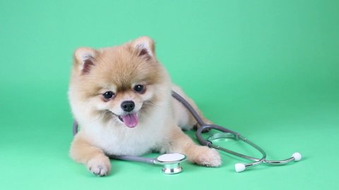 Cute little pomeranian dog with stethoscope as veterinarian On a green backdrop in studio with copy space.