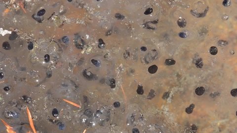 Tadpole and eggs   of  mountain frog (Rana temporaria) in a mountain pond
