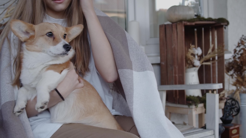 Corgi is gorgeous. Adorable and fascinating dog. Cozy atmosphere