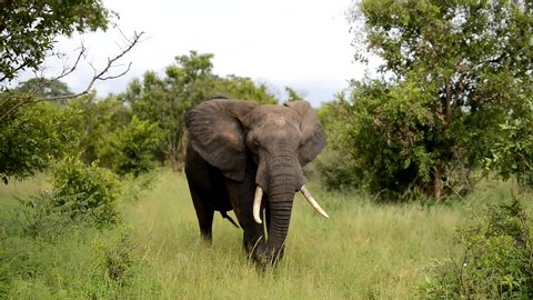 Large African Elephant Bull flapping walking in the field, Tanzania Africa