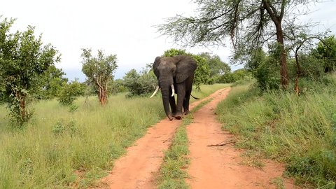 Large African Elephant Bull flapping walking in the field, Tanzania Africa
