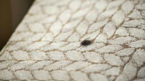 Housefly macro shot of housefly on fabric