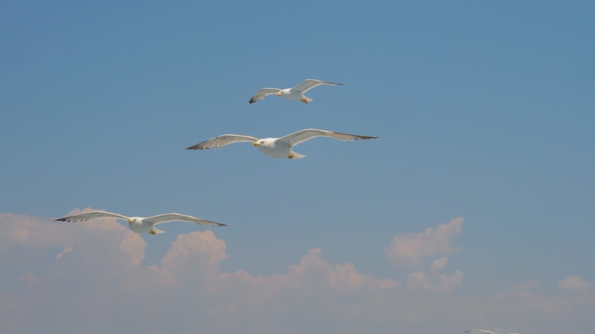 Two seagulls soaring in blue sky. Gulls flying high in cloudless sky. Birds of prey fly in clear blue sky. Birds flying in the search of insects or fish. Seabird In Flight. Greece