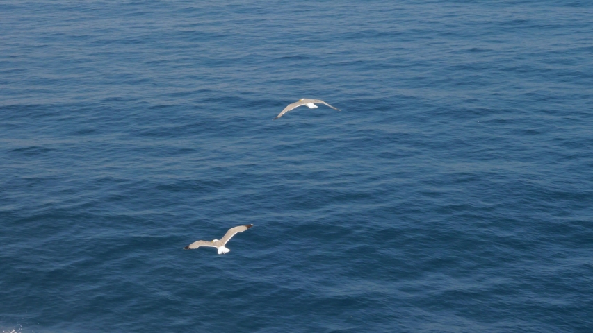 Wild birds in the sky. Birds flying. Seagulls flying against blue sky. Seagull soaring in the sky. Seabird In Flight. Greece 4K