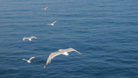 Wild birds in the sky. Birds flying. Seagulls flying against blue sky. Seagull soaring in the sky. Seabird In Flight. Greece 4K