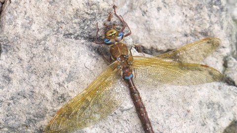 Ants eat a dead brown hawker (Aeshna grandis) dragonfly.