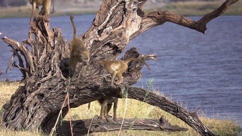 Baboons Family play and jump close to River Bank,Africa
Slow motion Shot of Baboons Family play and jump close to River Bank, Chobe National Park, Zimbabwe
