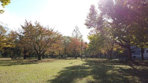 Kameido Chuo Park in Japan Tokyo, autumn colours