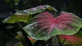 Beautiful slow motion footage of raindrops falling on red and green colorful leaves, Indian monsoon video.
