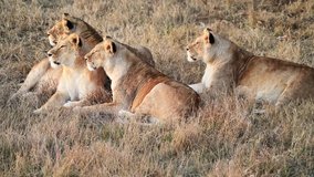 Couple of Lions in Lions Pride hunting in the morning sunrise, Safari at National Park in Africa