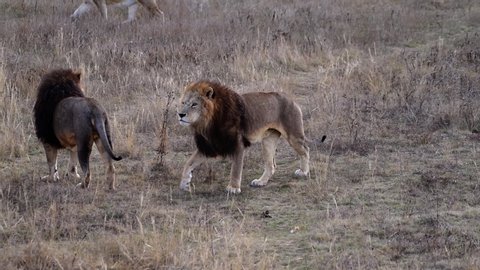 Couple of Lions in Lions Pride hunting in the morning sunrise, Safari at National Park in Africa