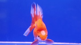 Goldfish Swimming on Blue Screen Background