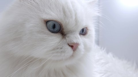 11 Persian Cat Wallpaper Stock Video Footage - 4K and HD Video Clips |  Shutterstock
