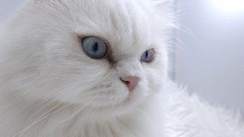 11 Persian Cat Wallpaper Stock Video Footage - 4K and HD Video Clips | Shutterstock 11 Persian Cat Wallpaper Stock Video Footage - 4K and HD Video Clips | Shutterstock