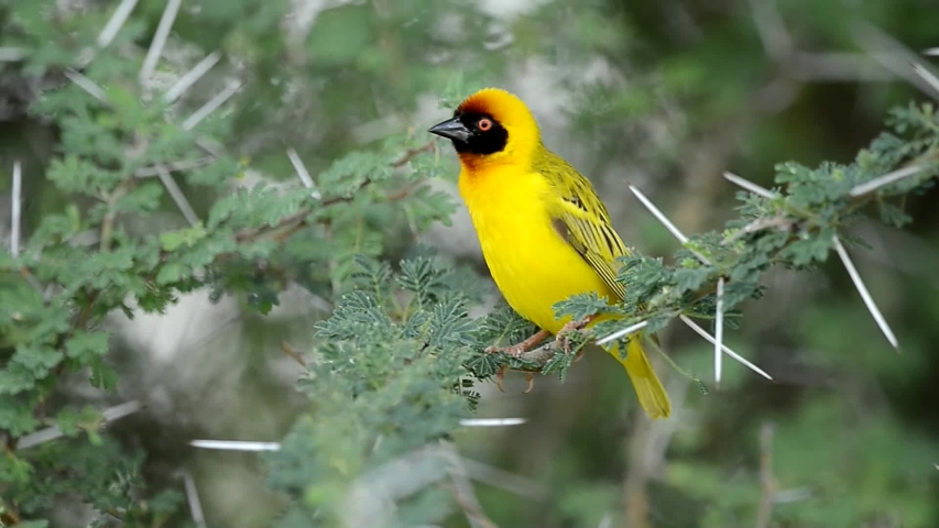 Yellow Masked Weaver Birds Hanging From Nests In Tree In Tanzania, Africa.