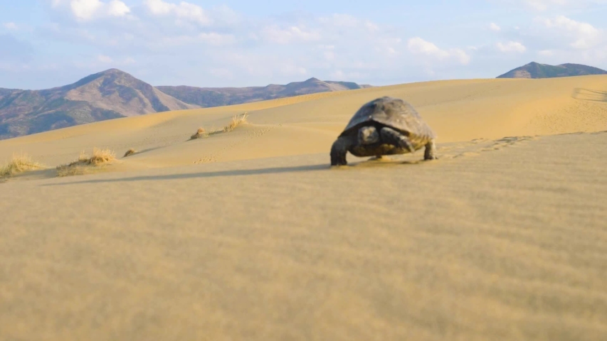 Turtle walks on sand in desert at sunset Royalty-Free Stock Footage #1041132742