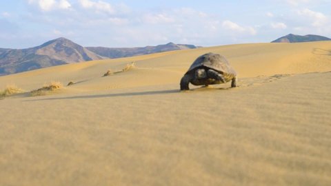 Turtle walks on sand in desert at sunset